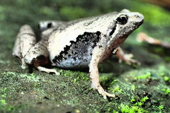Microhyla achatina