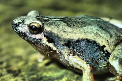 Microhyla achatina