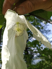 Davidia involucrata