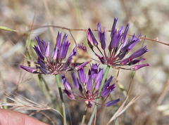 Allium fimbriatum