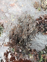 Cryptosiphonia woodii