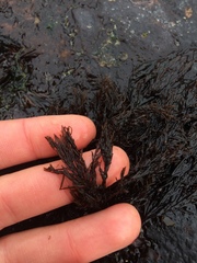 Cryptosiphonia woodii