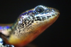 Subdoluseps bowringii