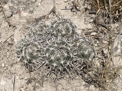 Coryphantha delicata