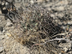Coryphantha poselgeriana