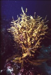Sargassum lacerifolium