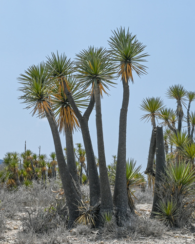 Yucca mixtecana