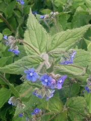 Pentaglottis sempervirens