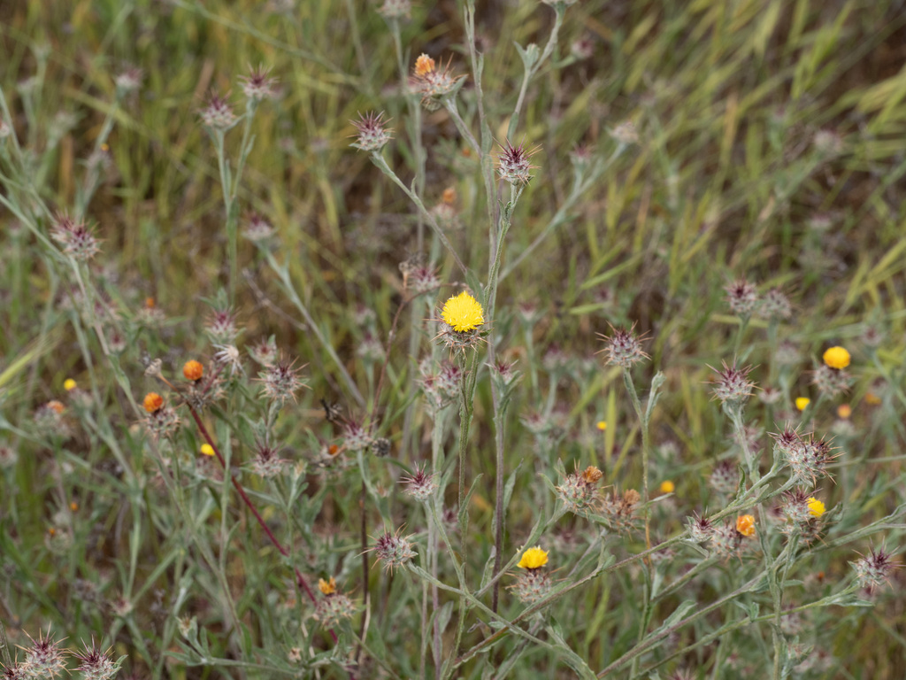 Maltese star-thistle from San Diego County, CA, USA on May 15, 2024 at ...