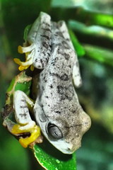 Rhacophorus margaritifer