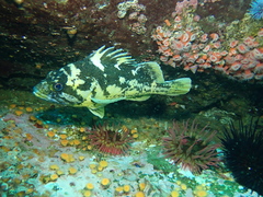 Sebastes chrysomelas