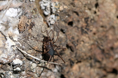 Protolophus niger