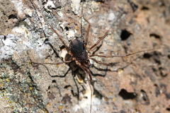 Protolophus niger