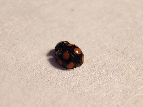 Orange-spotted Lady Beetle photo 4