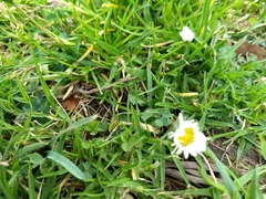 Bellis perennis