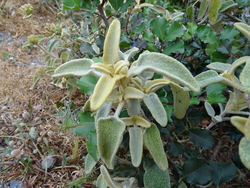 Phlomis cretica, photograph 3