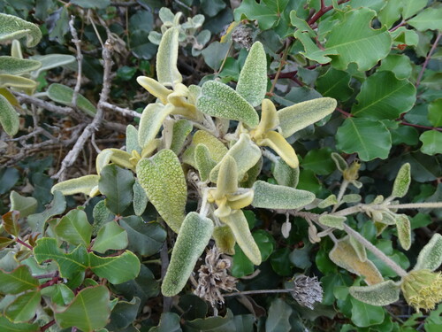 Phlomis cretica, photograph 2