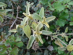 (c) Grzegorz Grzejszczak, some rights reserved (CC BY-SA) Phlomis cretica, photograph (c) Grzegorz Grzejszczak, some rights reserved (CC BY-SA)