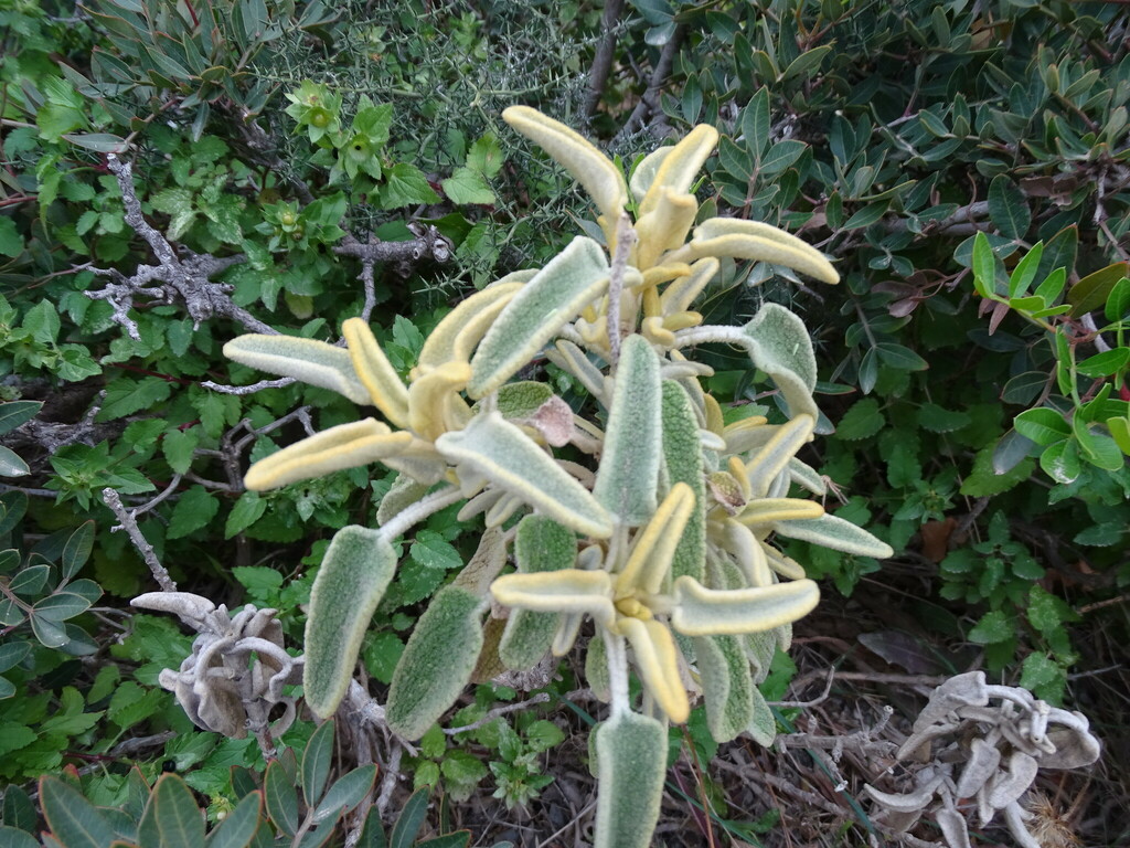 Phlomis cretica; photograph (c) Grzegorz Grzejszczak, some rights reserved (CC BY-SA)