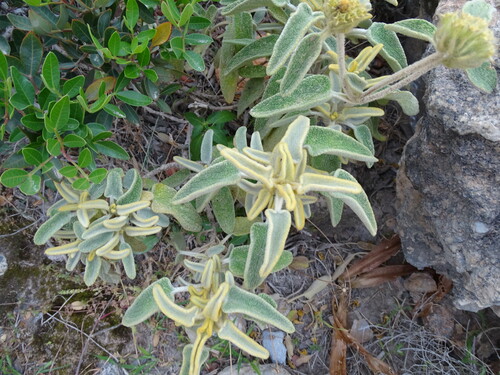 Phlomis cretica, photograph 1