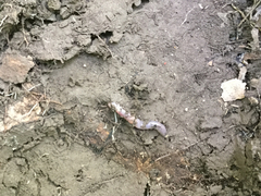 Aporrectodea caliginosa