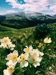 Anemonastrum zephyrum