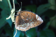 Elymnias hypermnestra hypermnestra