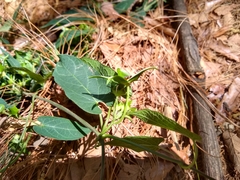 Gonolobus uniflorus