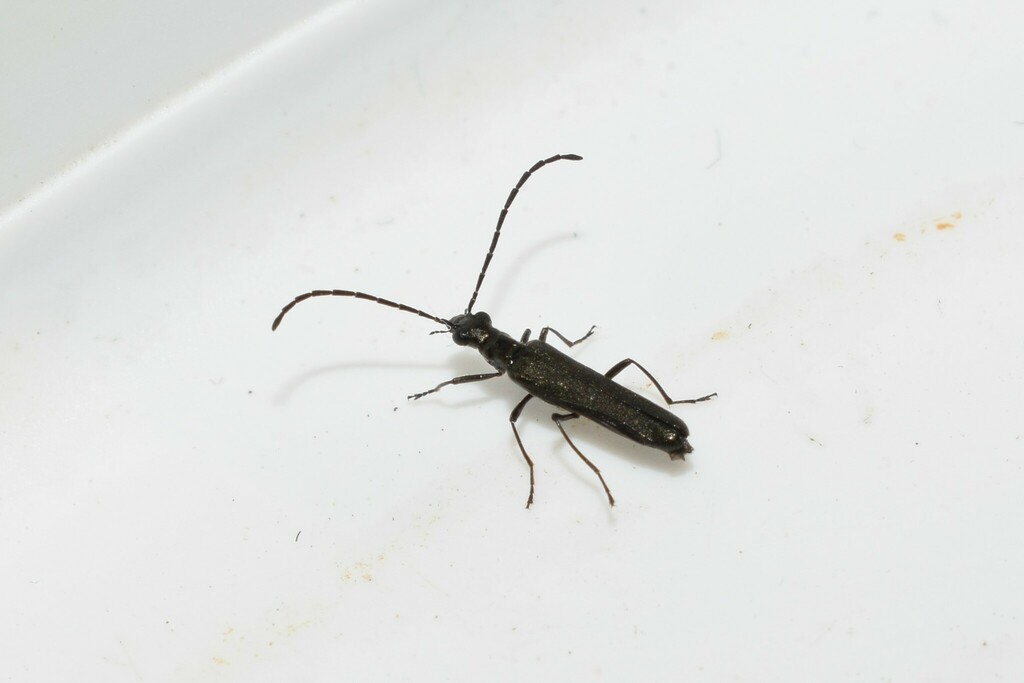 Opsimea ventralis
