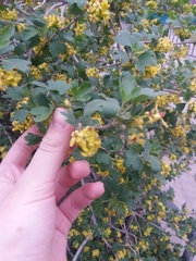 Ribes aureum