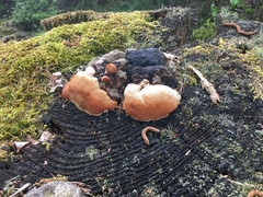 Fungi