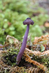 Laccaria masoniae