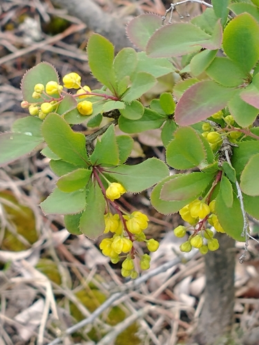 Berberis vulgaris