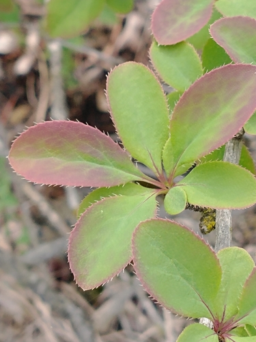 Berberis vulgaris