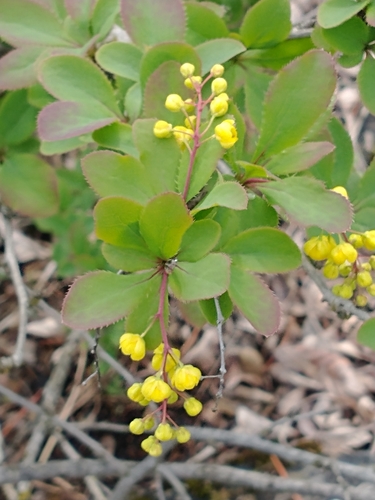 Berberis vulgaris