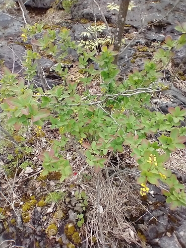 Berberis vulgaris