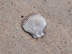 Aequipecten opercularis