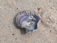 Aequipecten opercularis