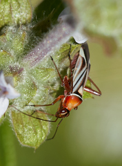 Closterocoris amoenus