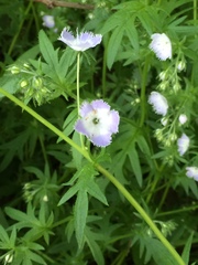 Phacelia purshii