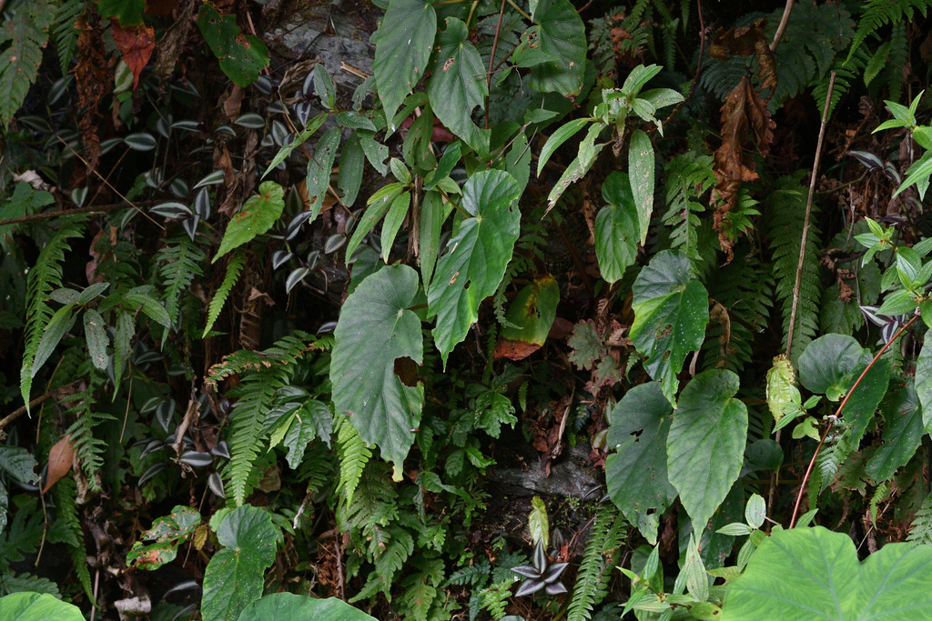 Begonia wutaiana