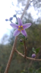 Solanum guineense