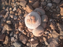 Epithelantha