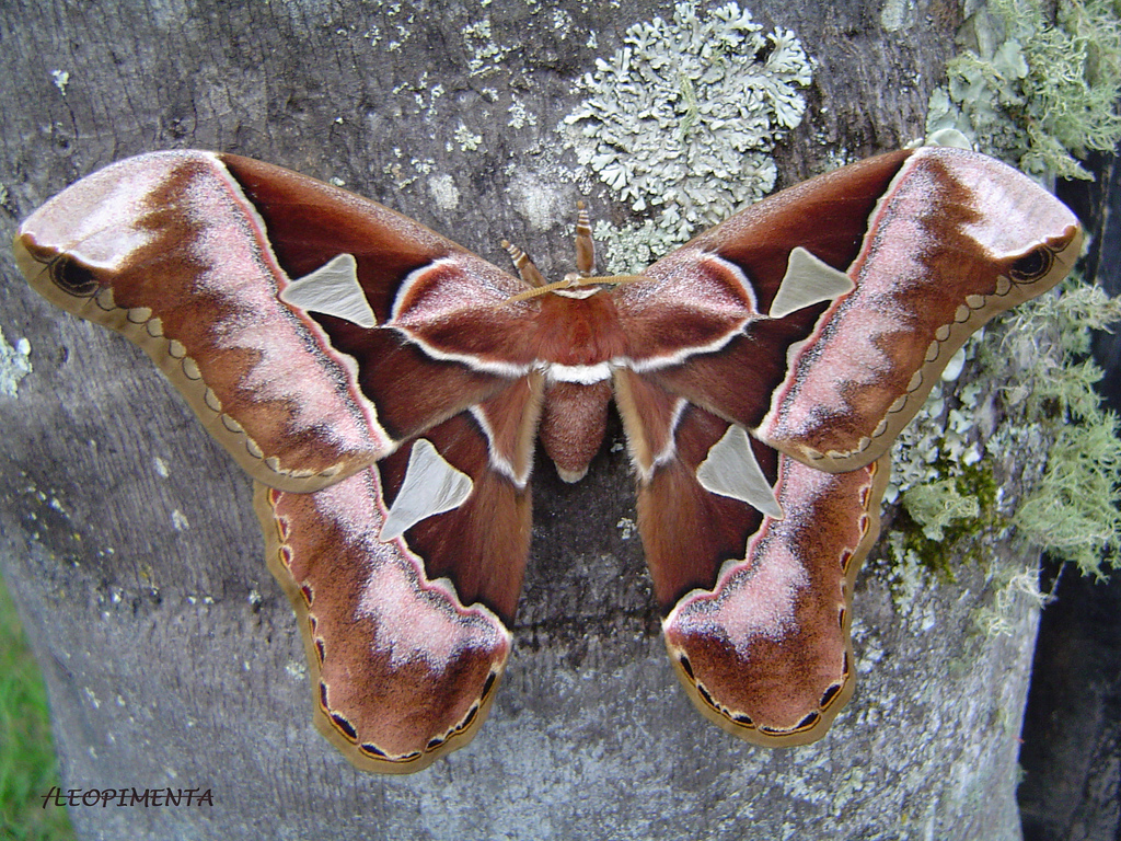 Rothschildia aurota
