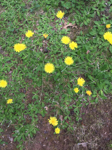 photo of Hawkweeds (Hieraciinae)