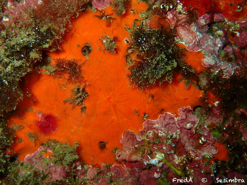 Oyster Sponge