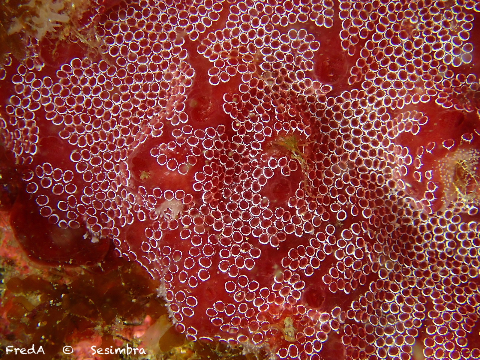 Distaplia bermudensis Van Name, 1902
