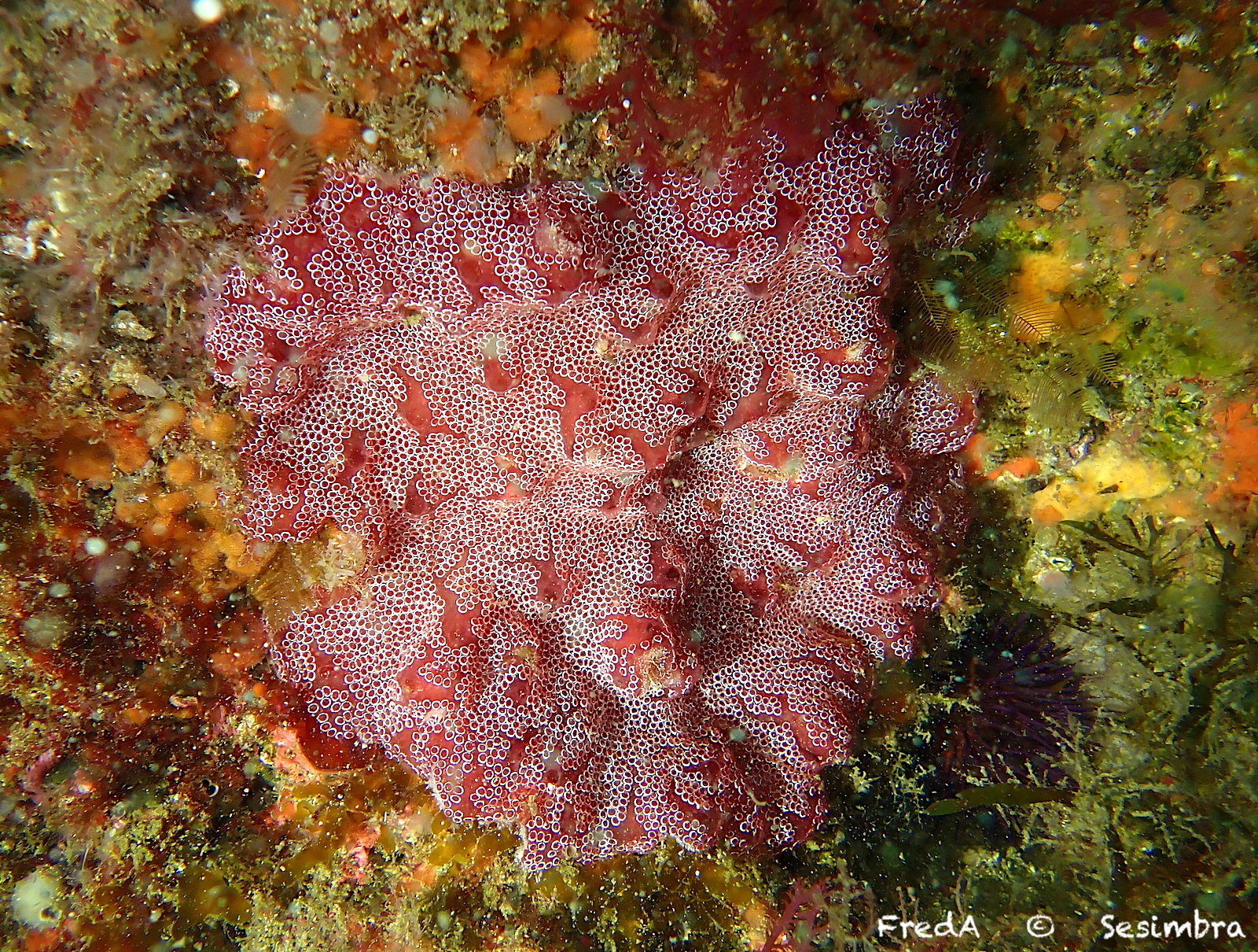 Distaplia bermudensis Van Name, 1902