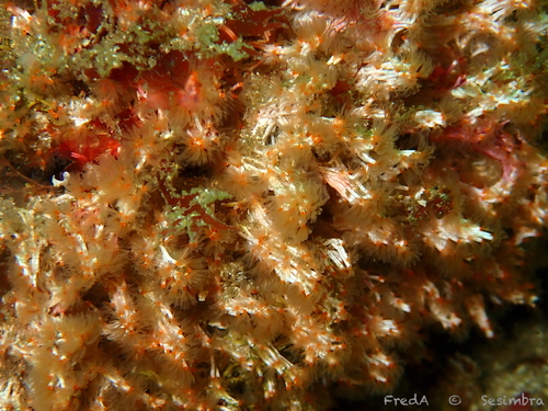 Salmacina dysteri observed 2024-05-12