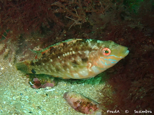 Representative image of Symphodus cinereus